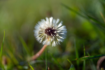 Pusteblume / Pusteblume auf einer Wiese