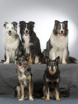 Group of dogs in a studio. Australian shepherd dogs. Image taken in a studio with white background.