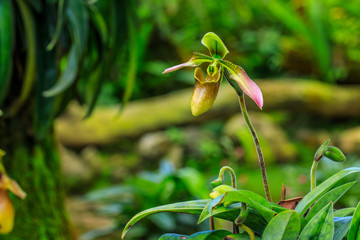 Paphiopedilum, (Lady'slipper), beautiful forest orchid in rainseason.
