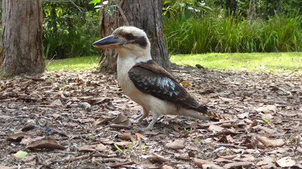 kookaburra