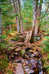 Tree Growing on Rock Forest Roots