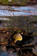 Small mushroom in the pine forest.