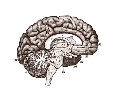 Brain sections, brain anatomy concept