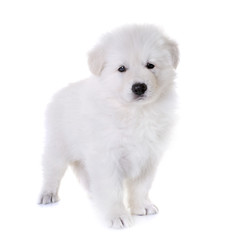 puppy White Swiss Shepherd Dog