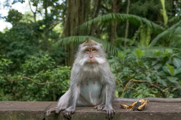 monkey staring at me in national park in monkey forest in bali. ubud. indonesia