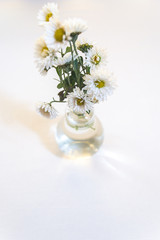 White flowers on a white wooden background.