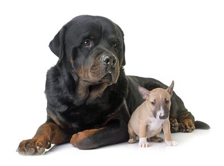 miniature bull terrier and rottweiler