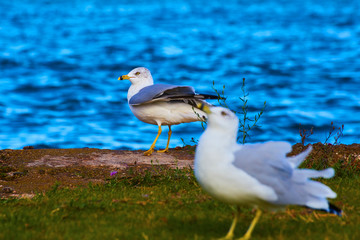 Seagull Bird on Coast of Water Lake Superior Michigan