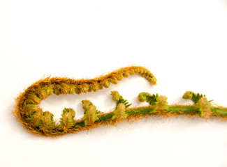 Green leaves of a fern on white