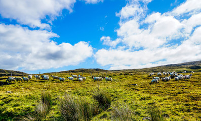 Obraz premium The countryside of Ireland near Glencolumbkille with rolling hills and beautiful meadows.