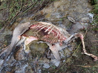 Fototapeta premium deer torn wolves, deerskin torn wolves,