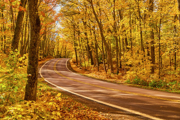 Fall Road in Michigan All Yellow Trees