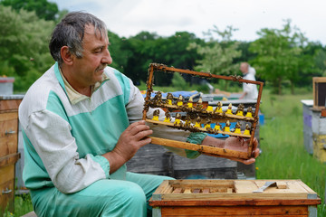 The beekeeper inspects a frame which raised new queen bees. Karl Jenter. Apiculture. The birth of a...