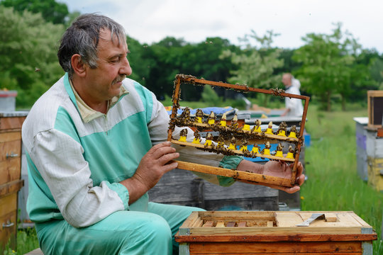 The beekeeper inspects a frame which raised new queen bees. Karl Jenter. Apiculture. The birth of a new queen of bees.