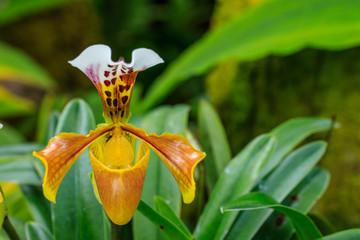 Naklejka na ściany i meble Paphiopedilum, (Lady'slipper), beautiful forest orchid in rainseason.