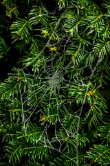 Frozen web as a background. Macro shot.