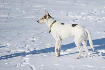 Cute mixed breed white dog with black spots sstanding on a fresh snow at sunny winter day