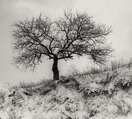 Black and white landscape with lonely apricot tree on a hill cloudy sky at winter time