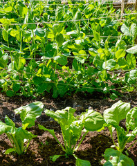 pea seedlings in a home garden allotment