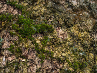Background.  Texture.