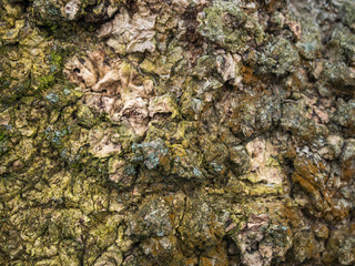 Background.  Texture.