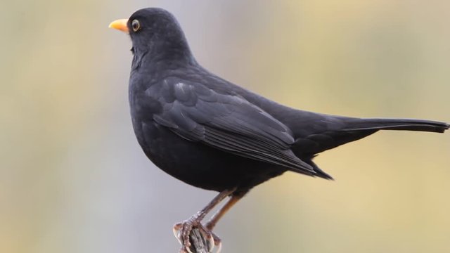 Common blackbird. Turdus merula