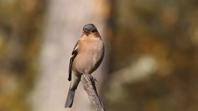 Common chaffinch. Fringilla coelebs