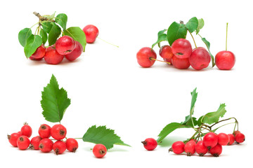 apples and berries of hawthorn on white background