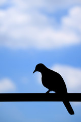 Silhouette of a lonely bird perching on the fence against blue cloudy sky, blurred background with free space for text or design 