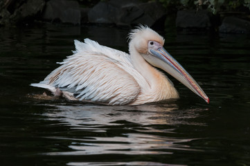Pelikan, genauer: Rosapelikan (Pelecanus onocrotalus)