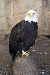 Bird of prey White-haired eagle