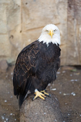 Bird of prey White-haired eagle