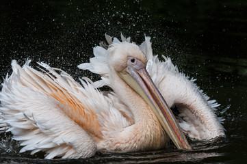 Pelikan, genauer: Rosapelikan (Pelecanus onocrotalus)