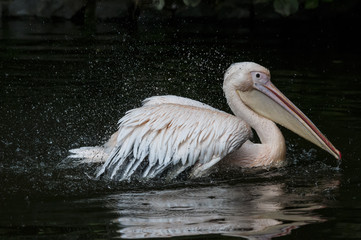 Pelikan, genauer: Rosapelikan (Pelecanus onocrotalus)
