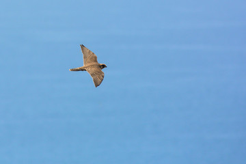 falcone pellegrino,Falco peregrinus, giovane in volo,sfondo cielo blu