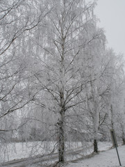 White, frosted trees in winter