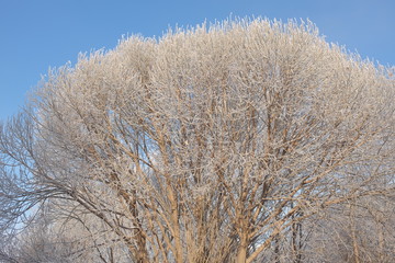Hoarfrost on the crown of the elm. Early winter in Omsk