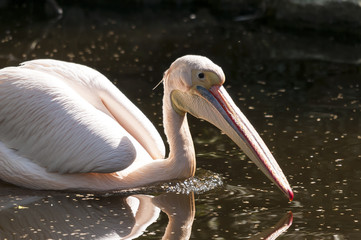 Pelikan, genauer: Rosapelikan (Pelecanus onocrotalus)
