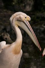 Pelikan, genauer: Rosapelikan (Pelecanus onocrotalus)