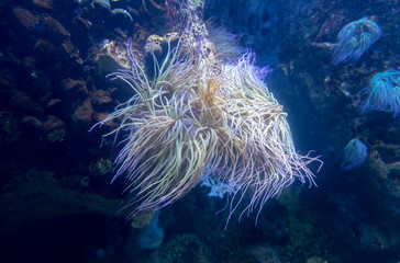 Fototapeta na wymiar Macro shoot of anemone in deep water