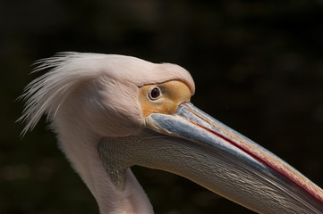 Pelikan, genauer: Rosapelikan (Pelecanus onocrotalus)