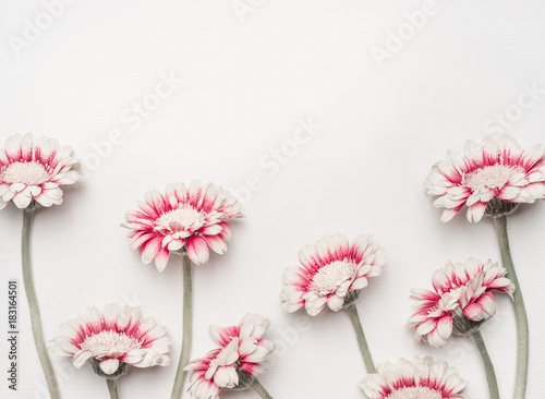 Lovely Daisies Flowers On White Desktop Background Floral Border