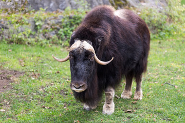 Musk ox in the zoo. 