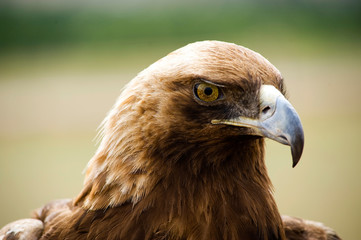 Golden Eagles head