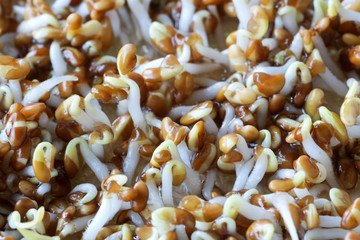 close up of alpha alpha sprouts two days after germination