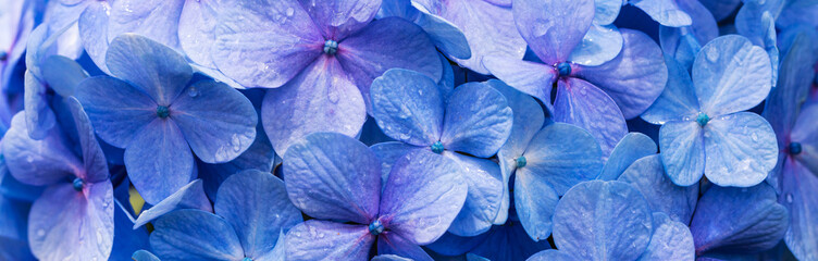 Hortênsia azul.