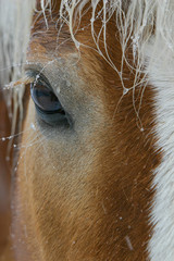 Horse Closeup of Eye