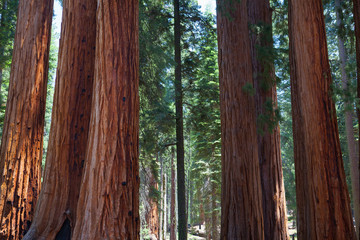 Sequoia National Park, USA.
