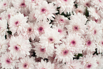 Close up of pink chrysanthemum