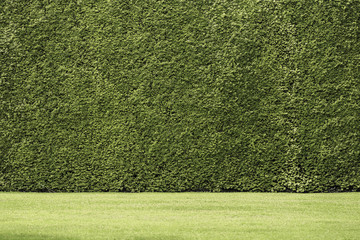 Generic seamless green garden hedge background texture.